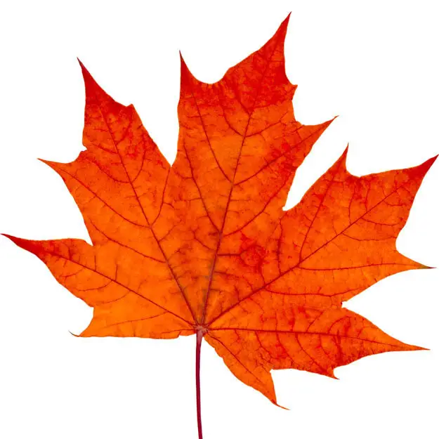 mapleleaf